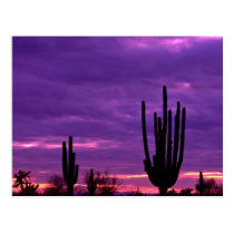 Sunset, Scottsdale, Arizona postcards