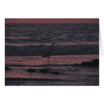 Sunset sea bird near San Diego, California Card