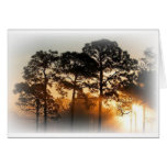 sunset through the trees greeting cards