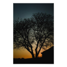 Sunset tree photo art