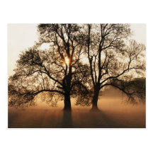 Sunset trees postcard
