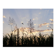 Sunsets and Serenity Postcards