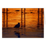 Sunsets Seagulls Cards