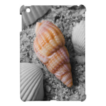 Sunset's Shell
