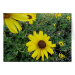 Sunshine Flowers Cards