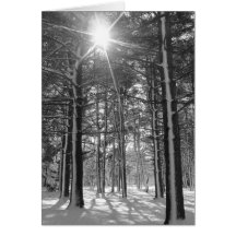 Sunshine in the Arboretum Card