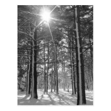 Sunshine in the Arboretum Post Cards
