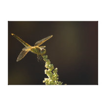 Sunshine on a landed Dragonfly Canvas Prints