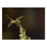 Sunshine on a landed Dragonfly Photo
