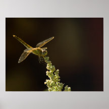Sunshine on a landed Dragonfly Print
