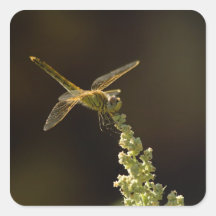 Sunshine on a landed Dragonfly Square Sticker