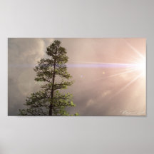 Sunshine Pine Print
