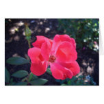 Sunshine Rose - cricketdiane floral greeting card