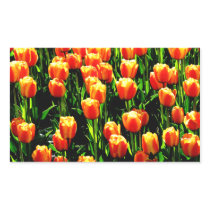 Sunshine Tulips Rectangular Sticker