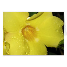 sunshine yellow greeting cards