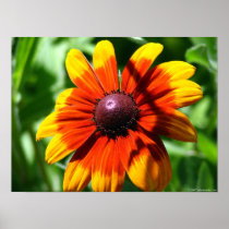 Sunstar Print
