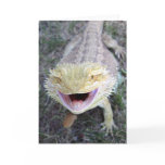 Super Happy Bearded Dragon Cards