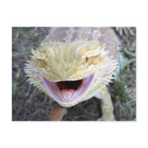 Super Happy Bearded Dragon Postcard