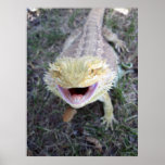Super Happy Bearded Dragon Poster