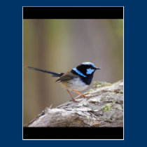 Superb Fairy-wren postcards