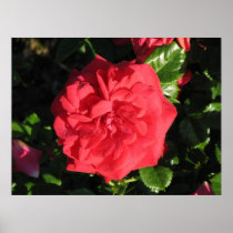 Superhero Floribunda Rose 041 Poster