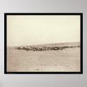 Supply Wagons & Pack Mules SD 1887 posters