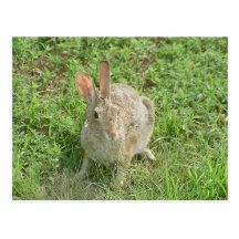 Suprised Bunny Postcard