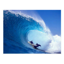 Surfing Dolphins Post Cards