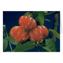 Surinam cherry the edible-fruit (Eugenia uniflora) Greeting Card
