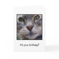 Surprized Cat, It's your birthday? Greeting Card