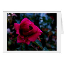 Surviving the Storm Greeting Cards