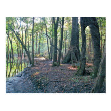 Suwannee River slough Postcards