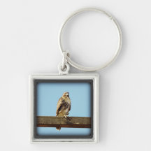 Swainson's Hawk Key Chains