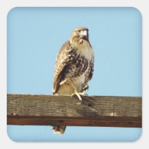 Swainson's Hawk Sticker