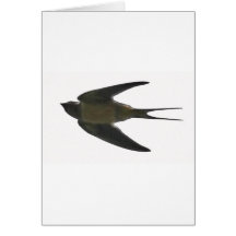Swallow Cards