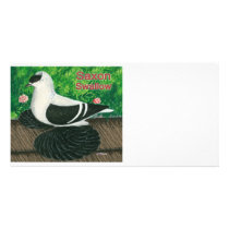 Swallow Pigeon:  Saxon Photo Cards