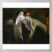 swallow poster