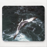 Swallow-Tailed Gull In Flight Mouse Pad