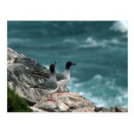 Swallow-Tailed Gulls On Rocks Post Card