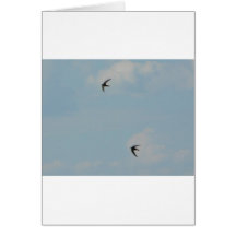 Swallows Birds Cards
