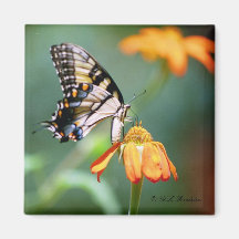 Swallowtail and Tithonia Magnet