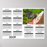 Swallowtail butterfly - 2009 Calendar Posters