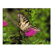Swallowtail Butterfly & Bee on thistle Post Cards