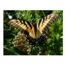 Swallowtail Butterfly III Postcard