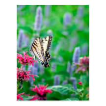Swallowtail Butterfly Post Card