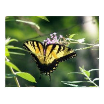 Swallowtail Butterfly Post Card