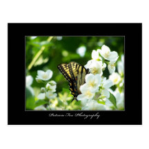 Swallowtail Butterfly - Postcard