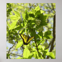 Swallowtail butterfly, Poster