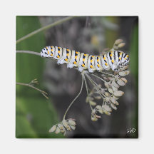Swallowtail Cat Refrigerator Magnets