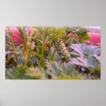 Swallowtail Caterpillar Eating 2 Posters